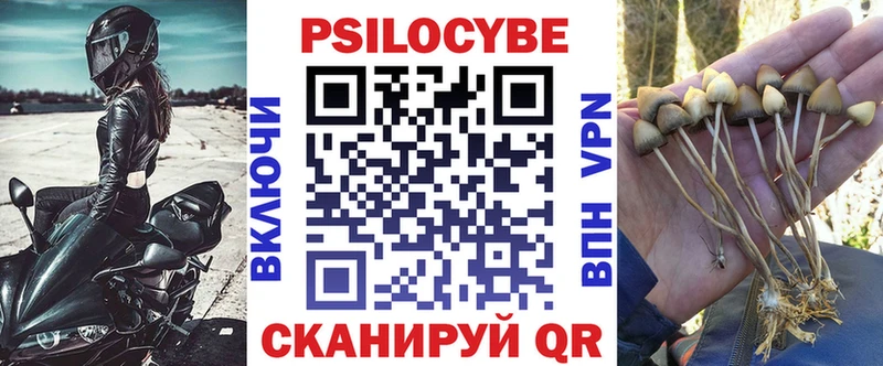 хочу   Болохово  Галлюциногенные грибы Psilocybe 